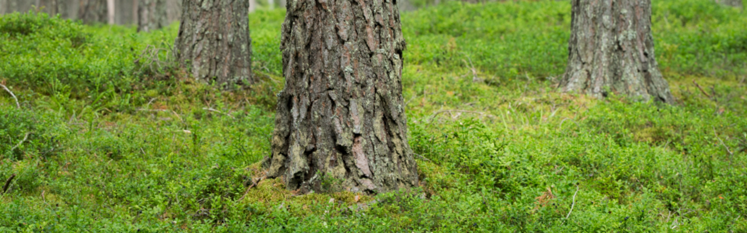Bild på trädstammar i en skog