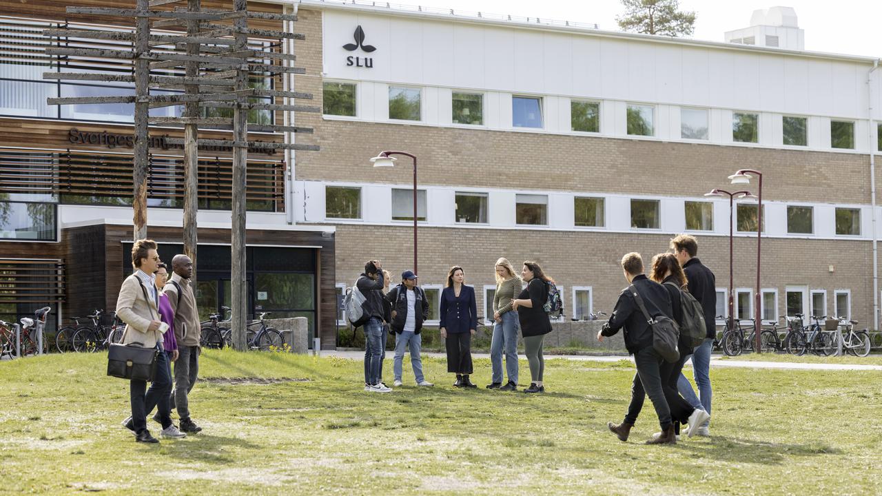 En grupp människor som går över ett grästäckt fält.