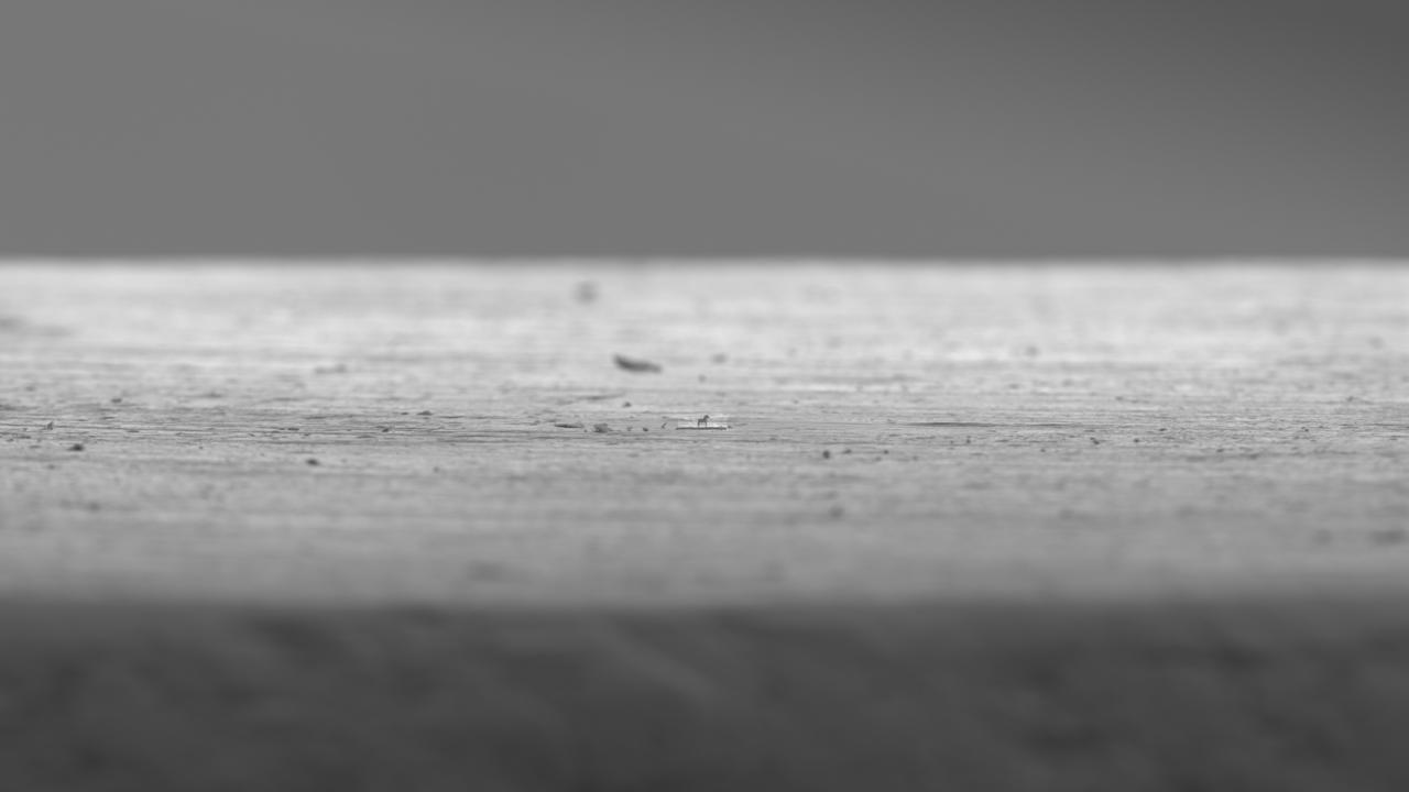 En mikroskopisk dalahäst, med sin karaktäristiska form och mönster