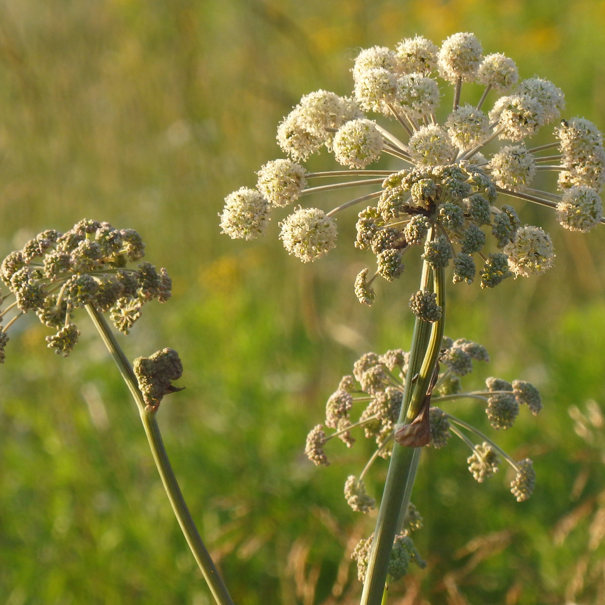 Blomma från växten kvanne