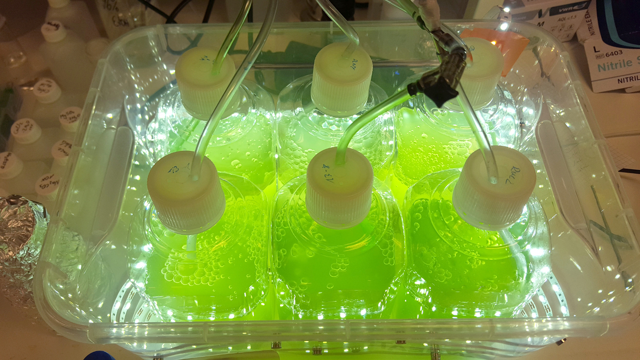 Sex flaskor med grönt innehåll i ett laboratorium.