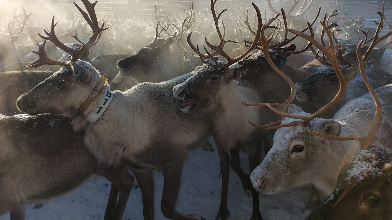 Semi-domestic reindeer