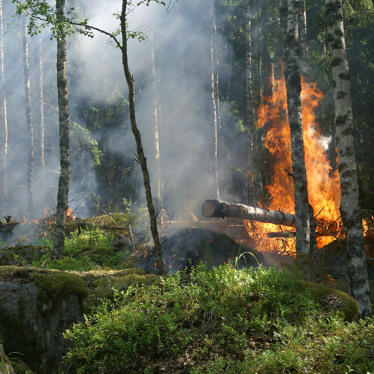 Stubbe som brinner i skog. Skogsbrand.