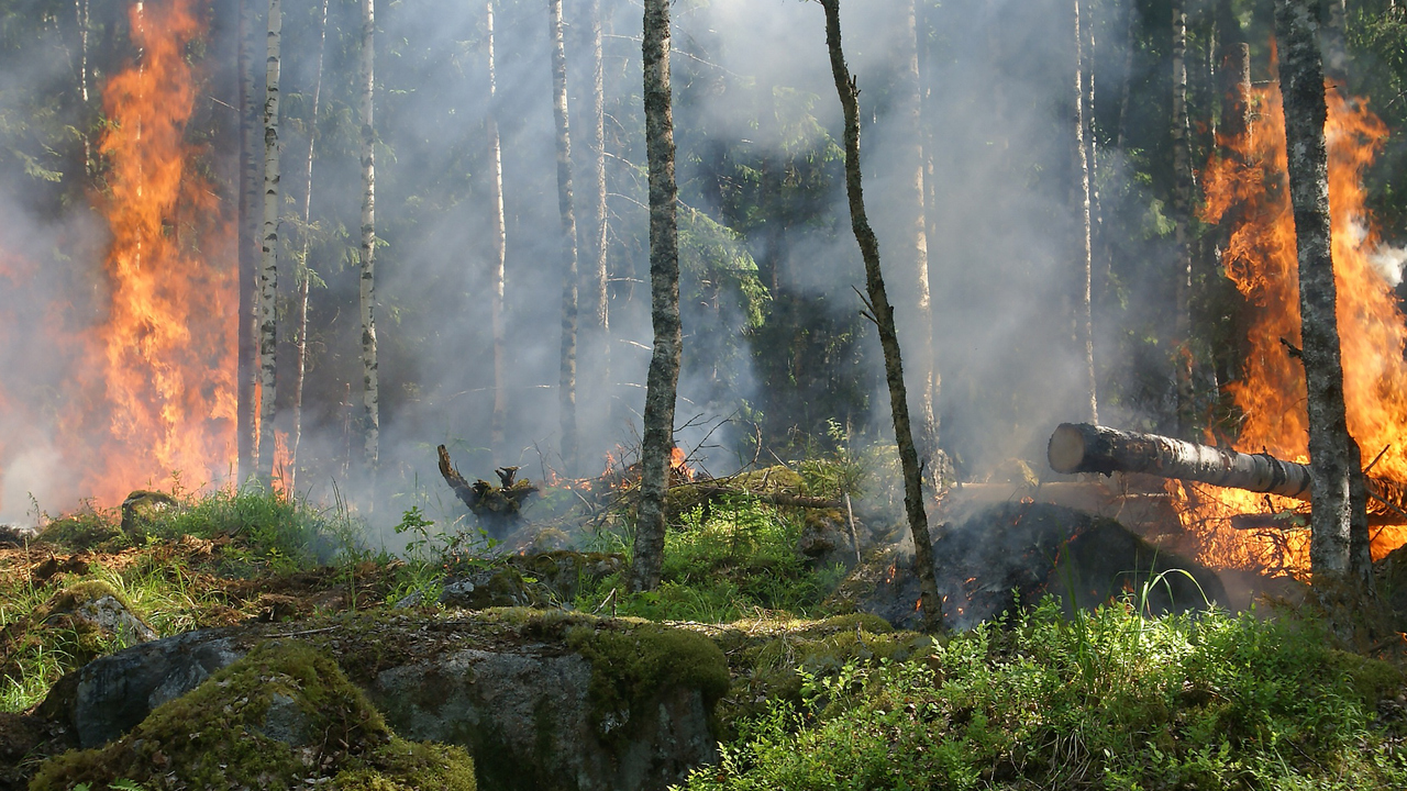 Stubbe som brinner i skog. Skogsbrand.