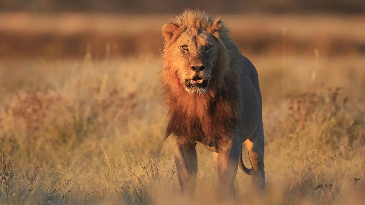 Lejon på savannen i Tanzania