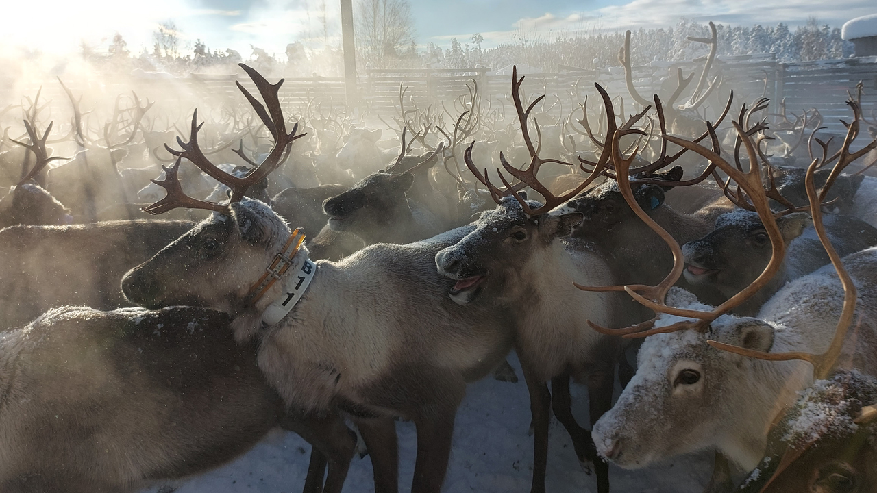 Semi-domestic reindeer