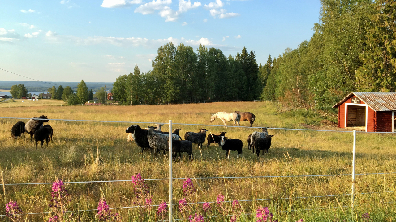 Sheep and horses in electric fenced pasture
