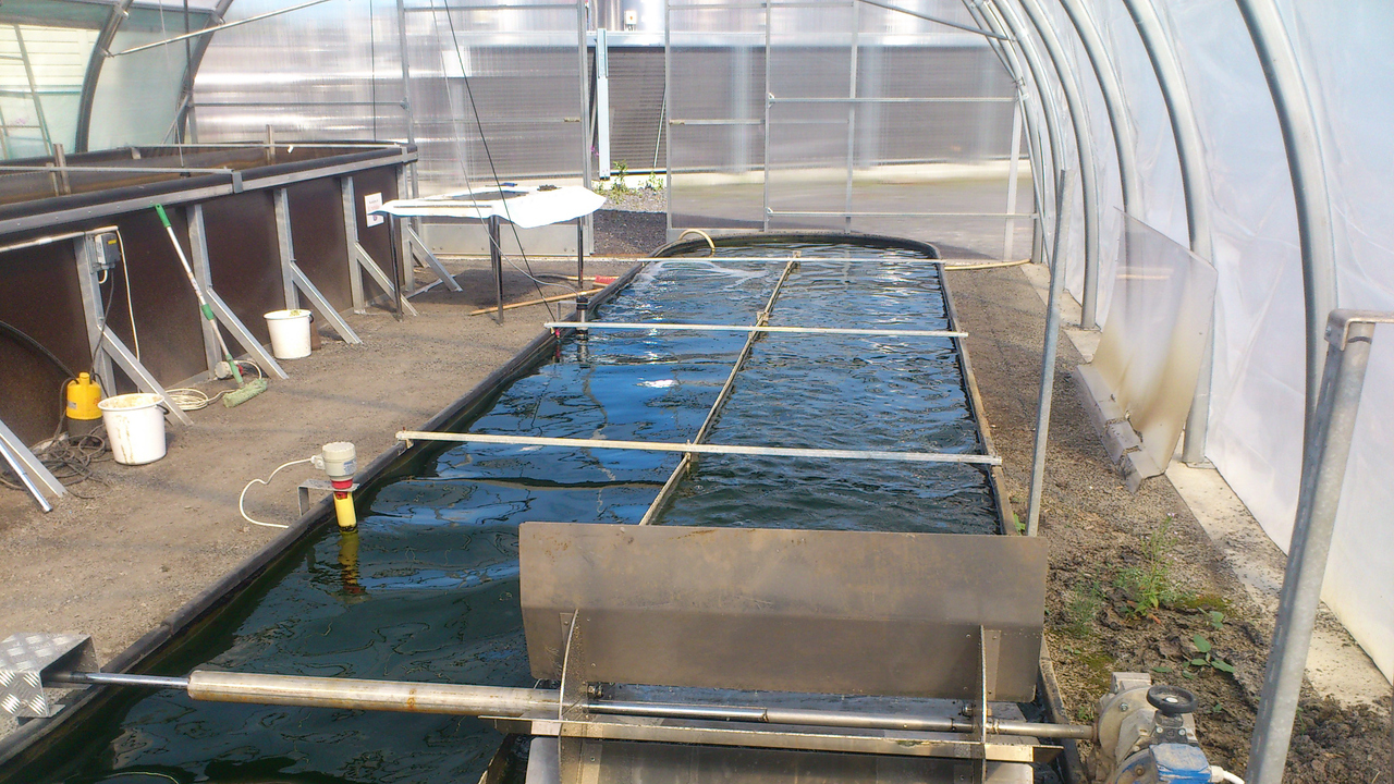 En bassäng i ett växthus.