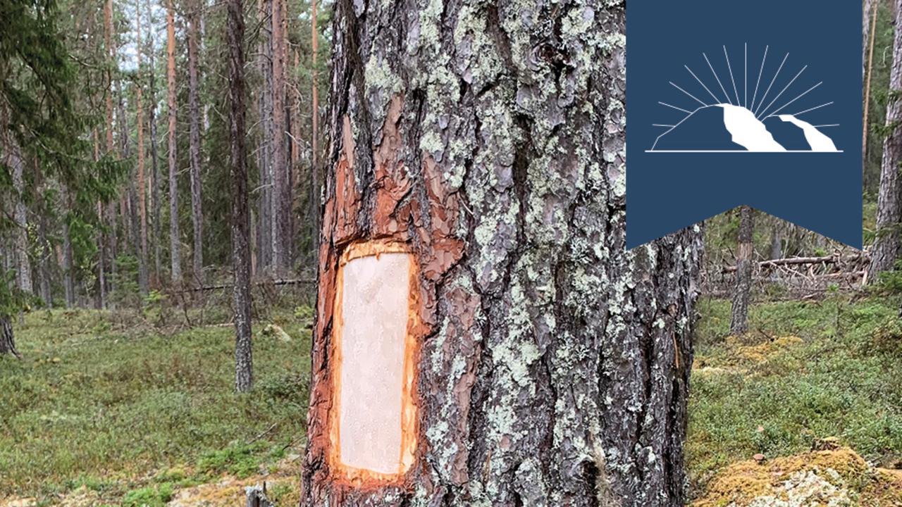 En bild av en tall där bark har skördats.