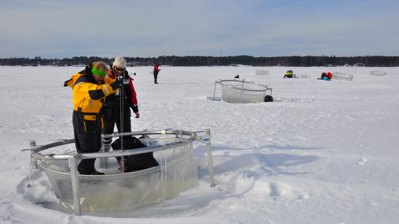 Ställningar med plastsäckar i som ligger placerade i havet.