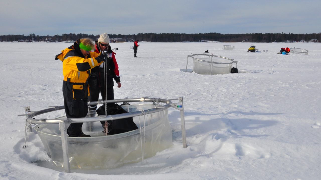 Ställningar med plastsäckar i som ligger placerade i havet.