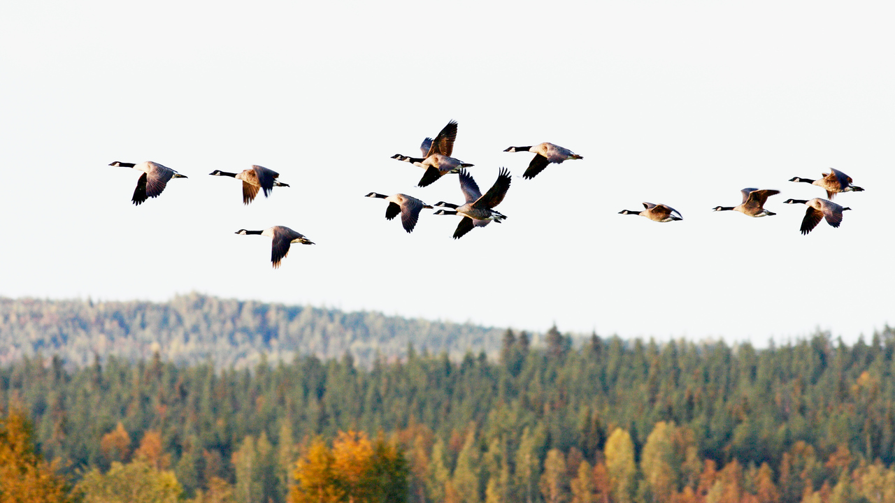 Kanadagäss som flyttar söderut under hösten.