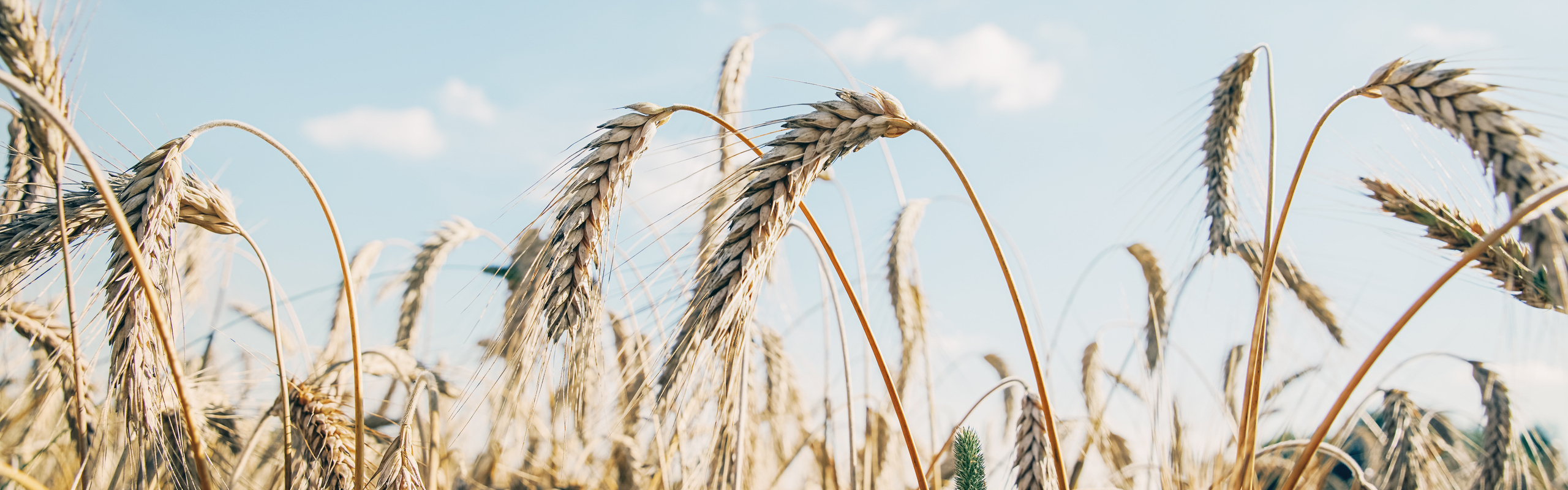 Sädesfält under en blå himmel.
