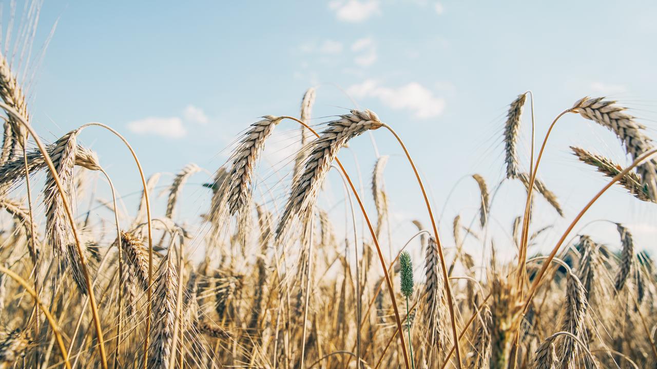 Sädesfält under en blå himmel.