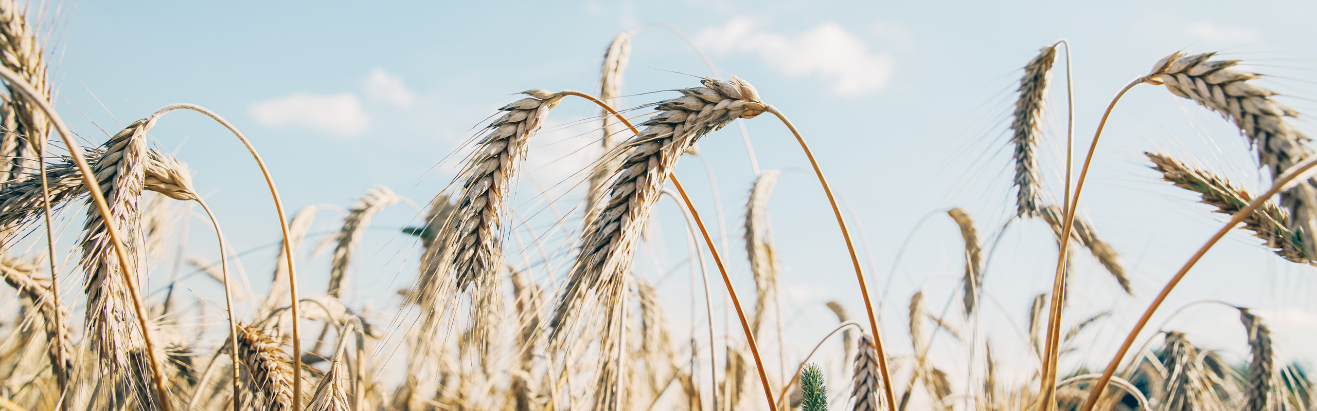 Sädesfält under en blå himmel.