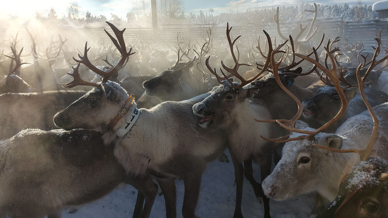 Semi-domestic reindeer