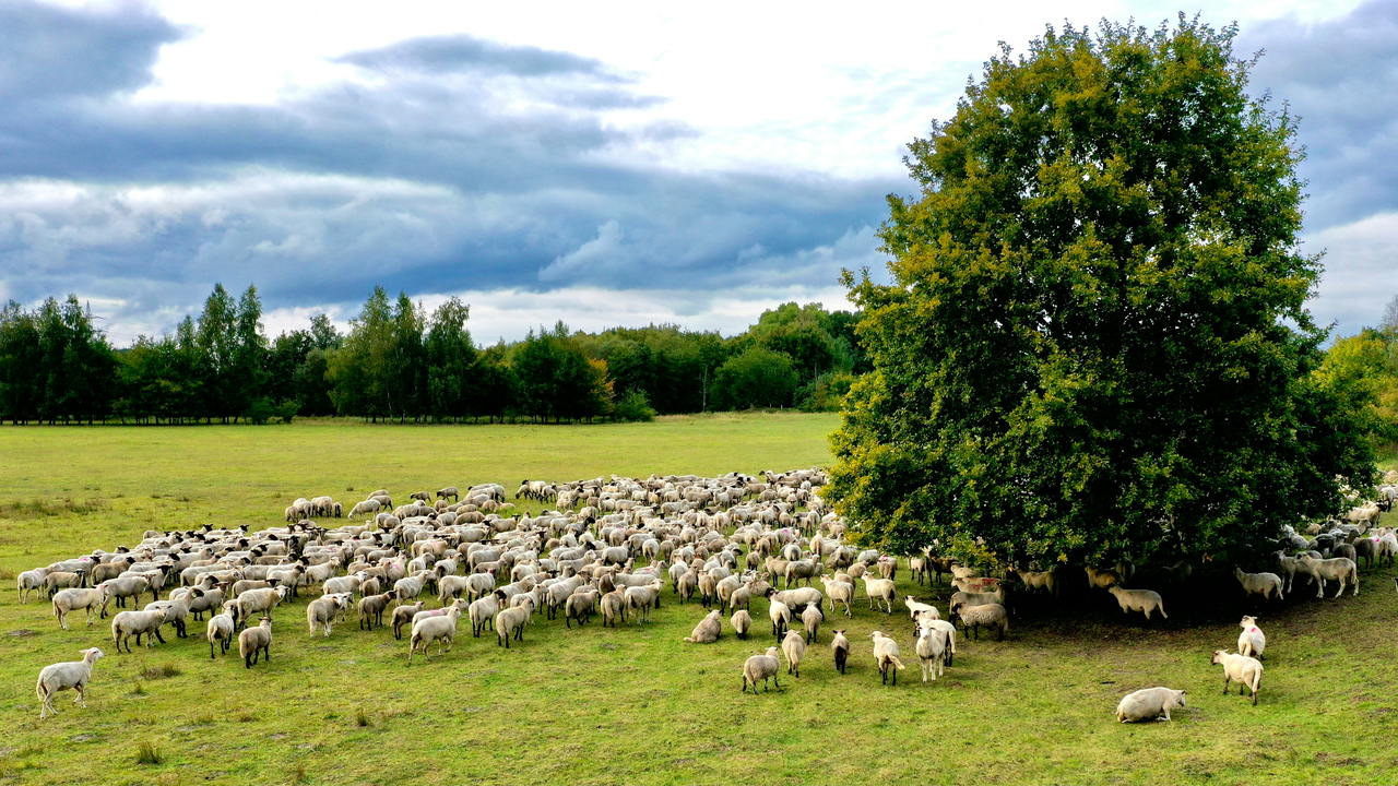 Får som betar fritt