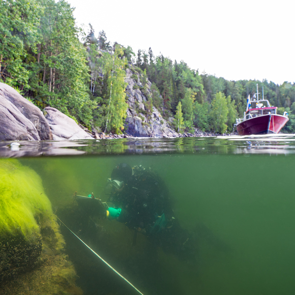 A diver investigating makrovegetation with a vessel in the background.
