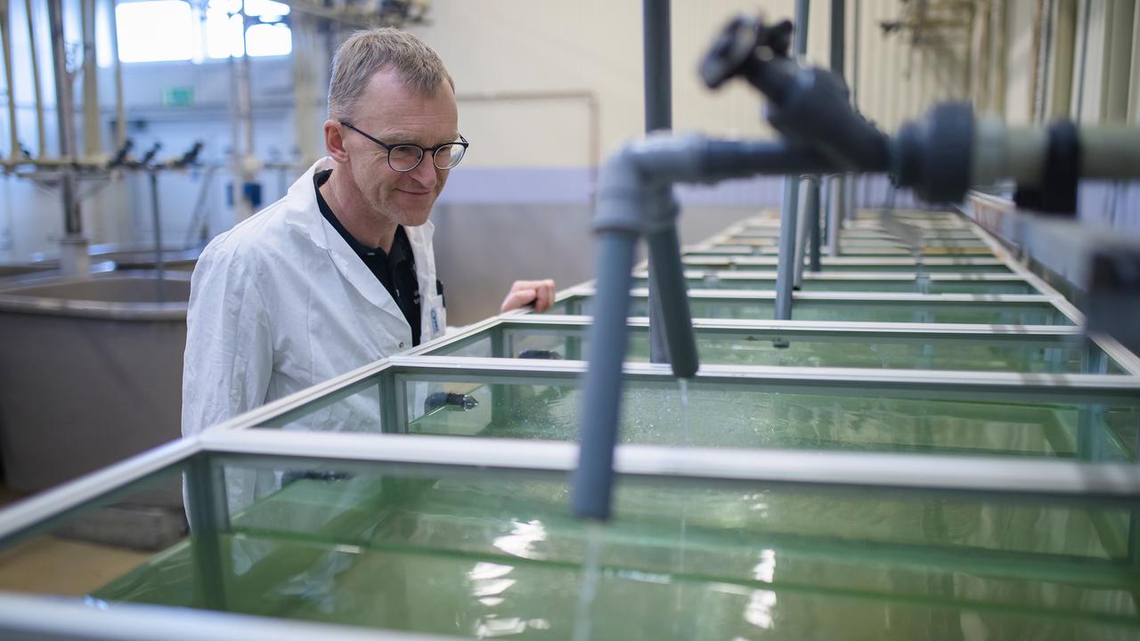 En person i labrock blickar ner i en rad med stora akvarier.