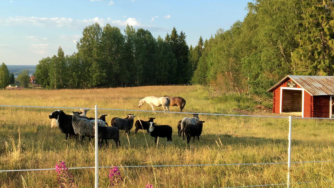 Sheep and horses in electric fenced pasture