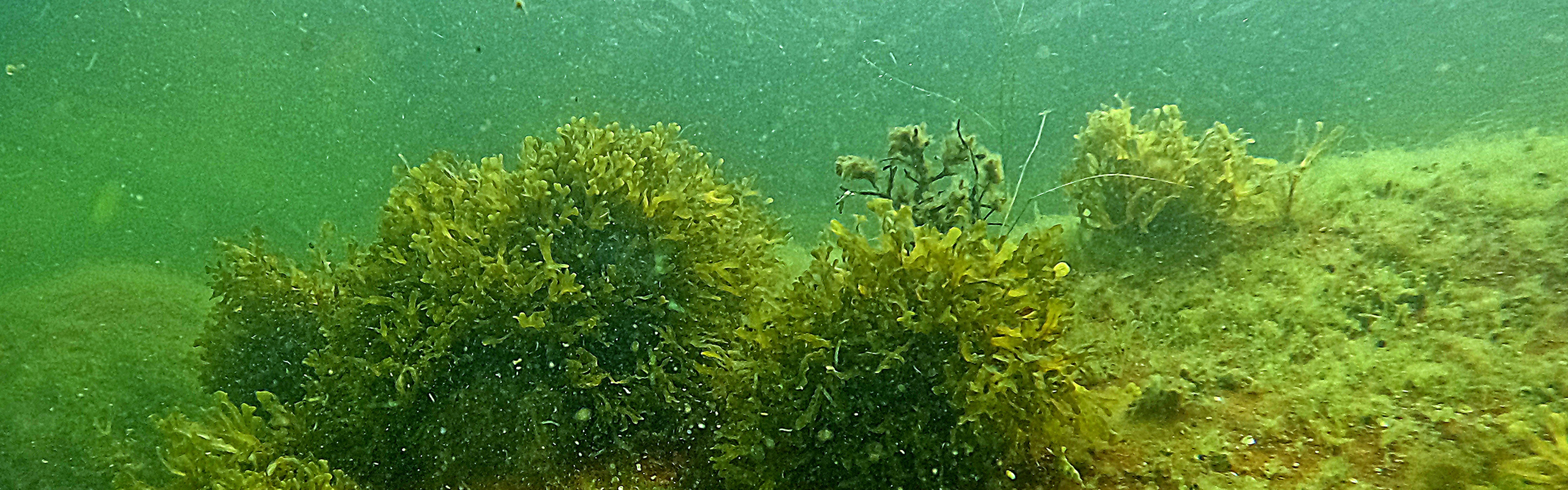 En undervattensbild på en solbelyst, röd sten bevuxen med alger.