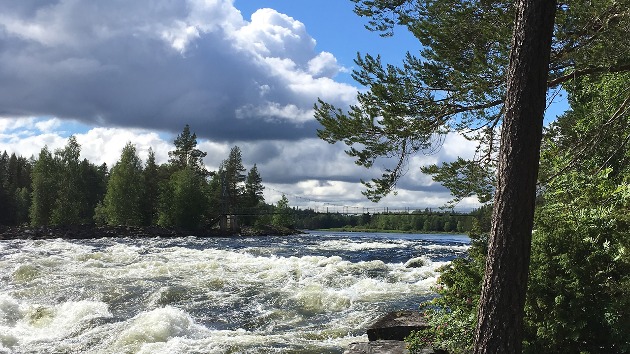 Bild på fors i Vindelälven. Tallar, blå himmel och moln.