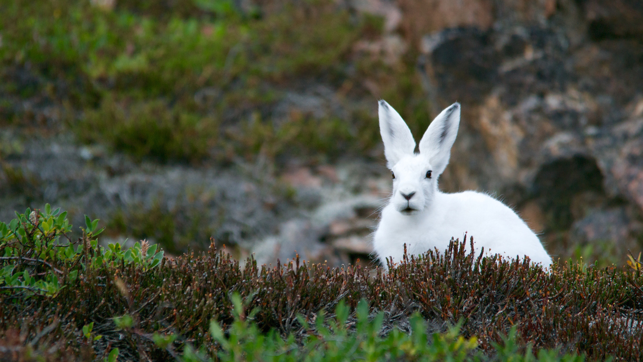 Hare med vit vinterpäls sitter i naturen.