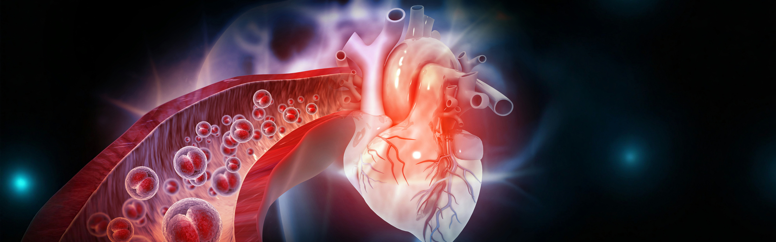 3D-illustration av hjärt-kärlsystemet.