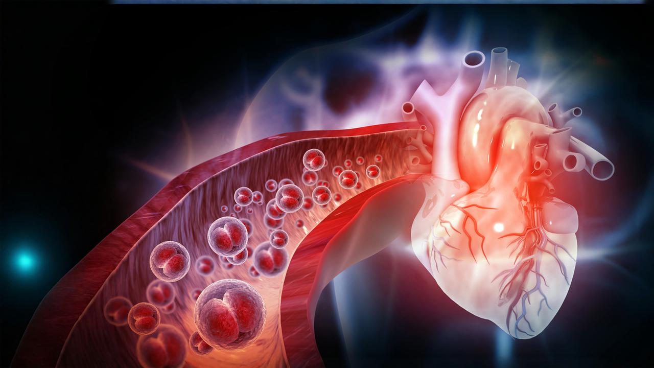 3D-illustration av hjärt-kärlsystemet.