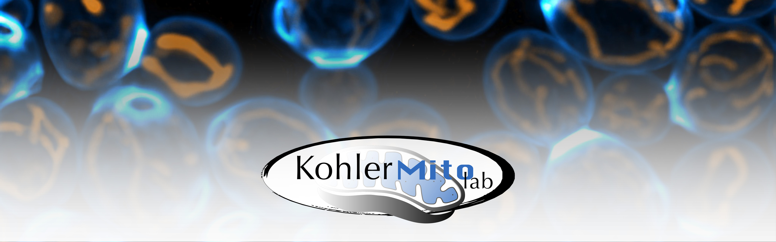 Blue and yellow cells and the logotype of a research group