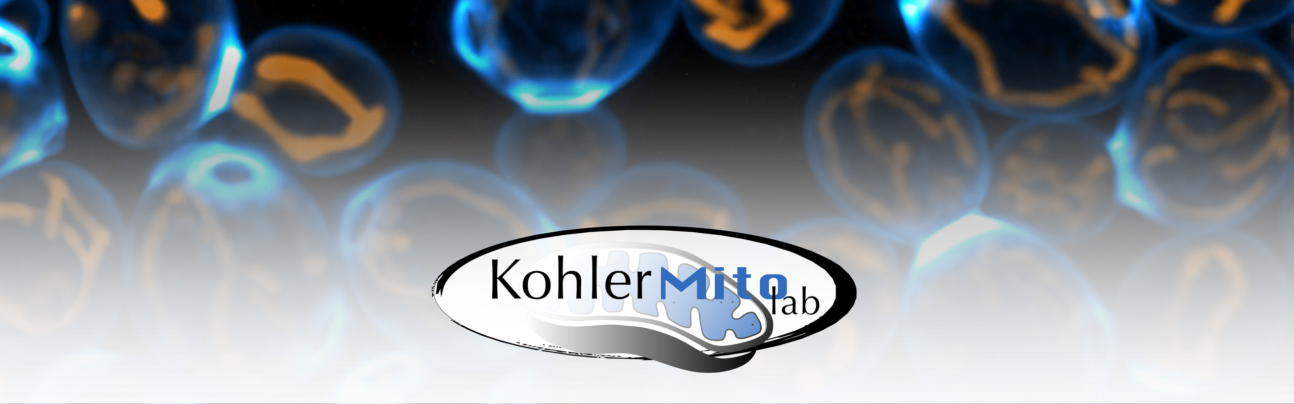 Blue and yellow cells and the logotype of a research group