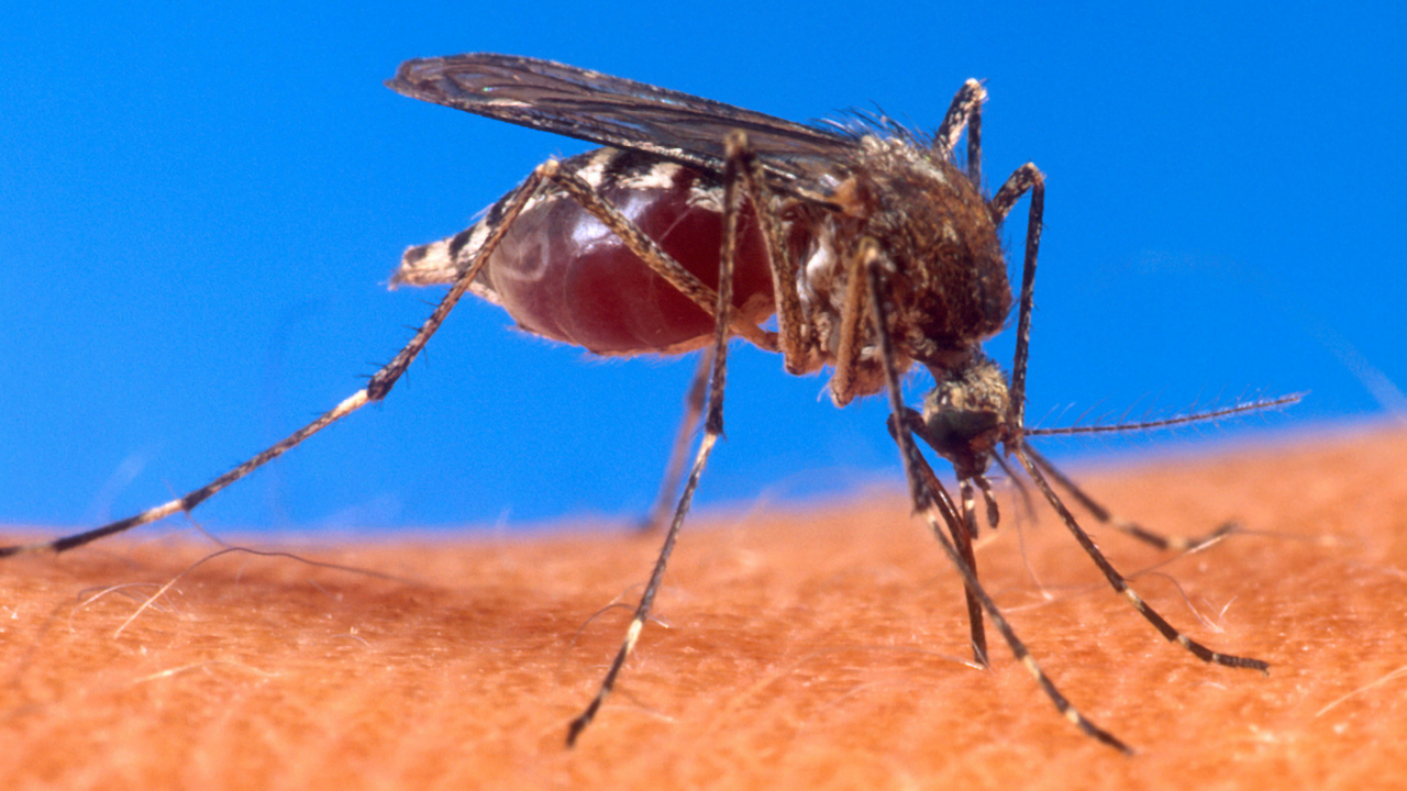 Bild på Aedes aegypti