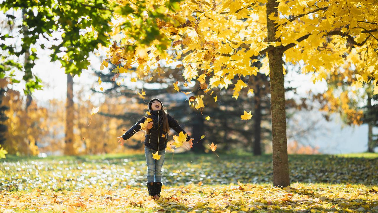 Ett barn leker under ett träd med gula löv