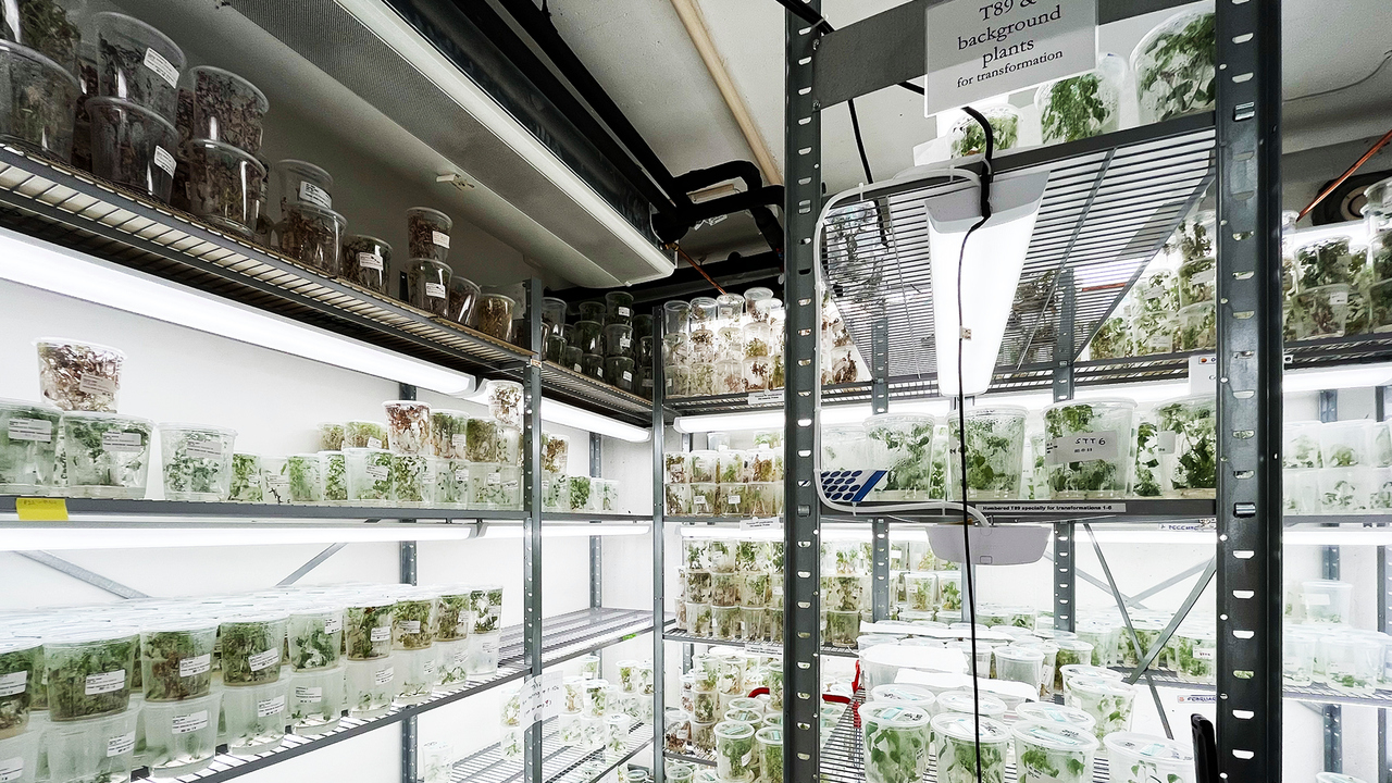 Ett rum med massor av hyllor fyllda med växter