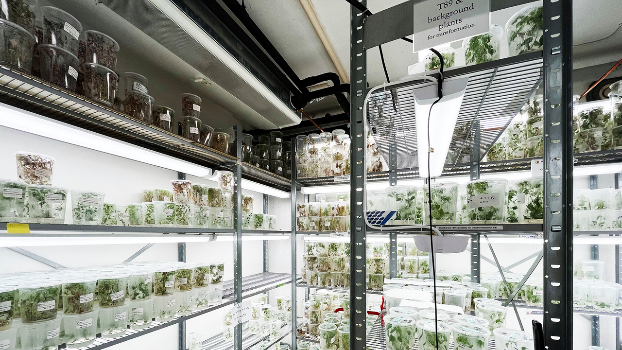 Ett rum med massor av hyllor fyllda med växter