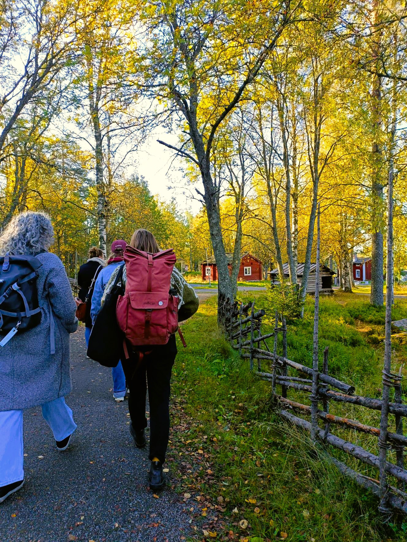 Två personer med ryggsäckar på ryggen går på en väg omgiven av gula björkar.