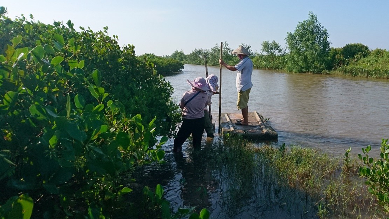 People at mangrove forests located in shrimp farm aquaculture in northern Vietnam.