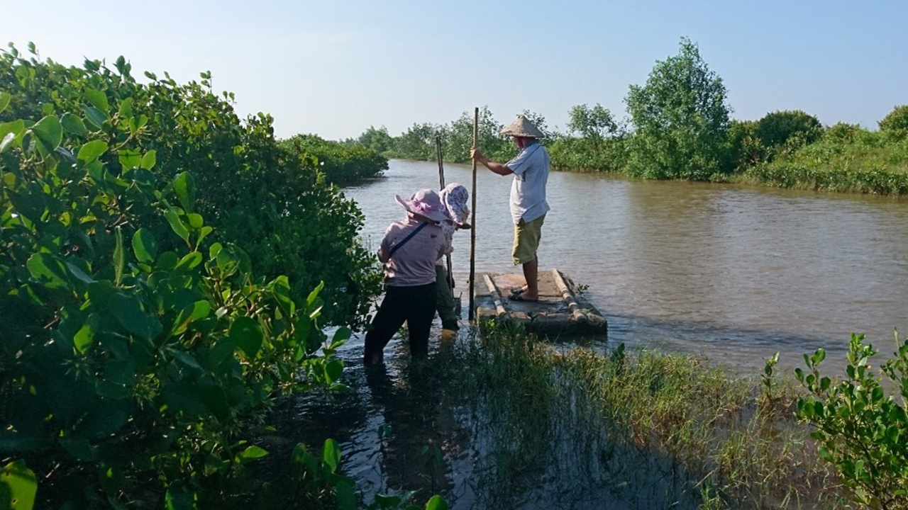 People working in a mangrove forest.