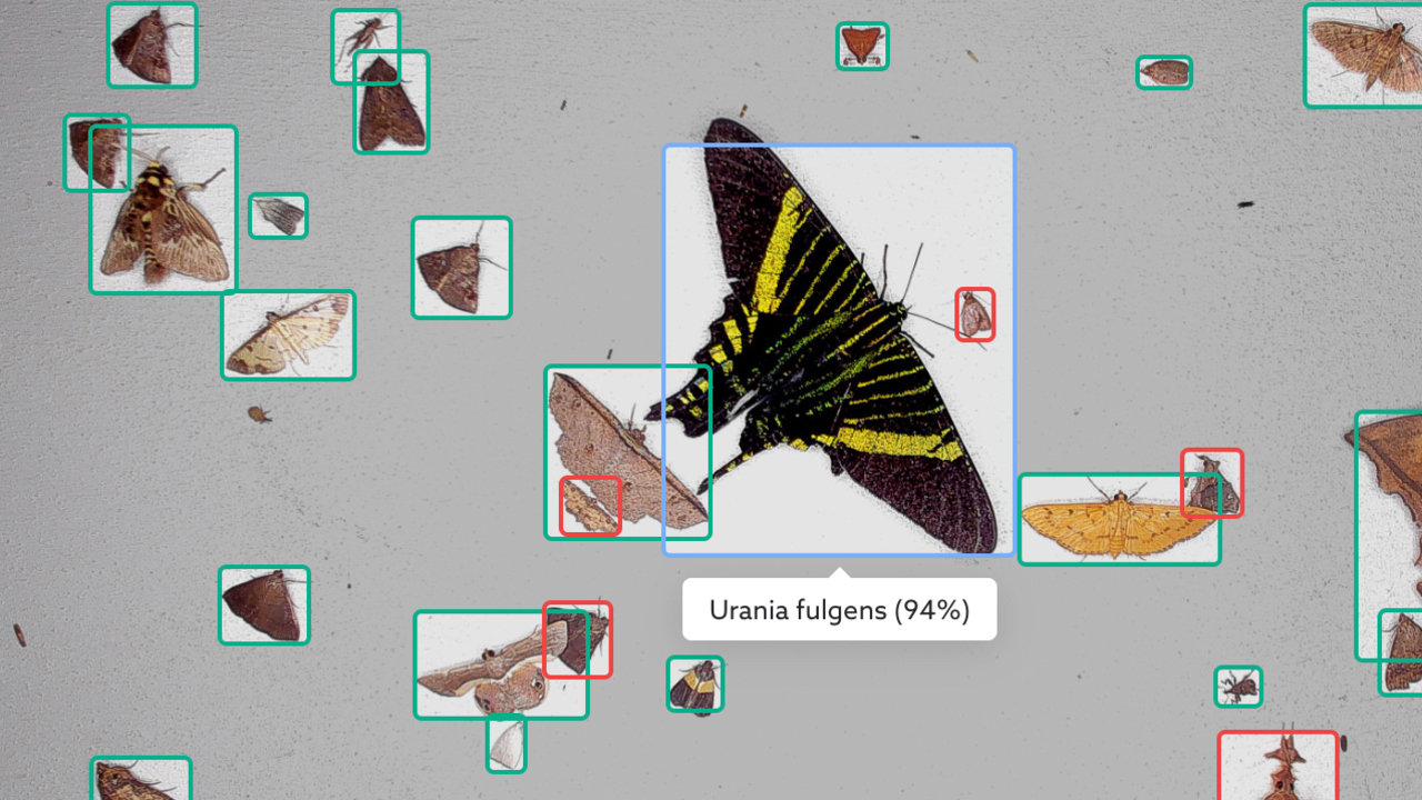 fjärilar och malar mot grå bakgrund