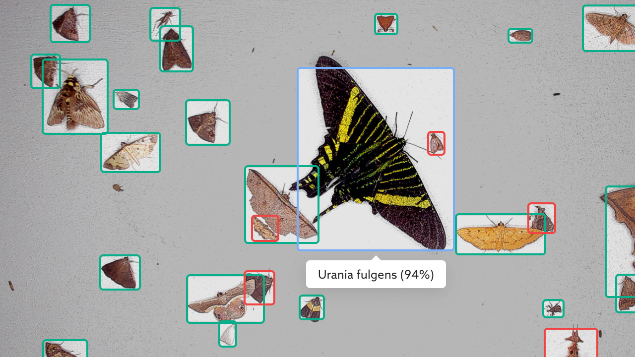 moths on grey background