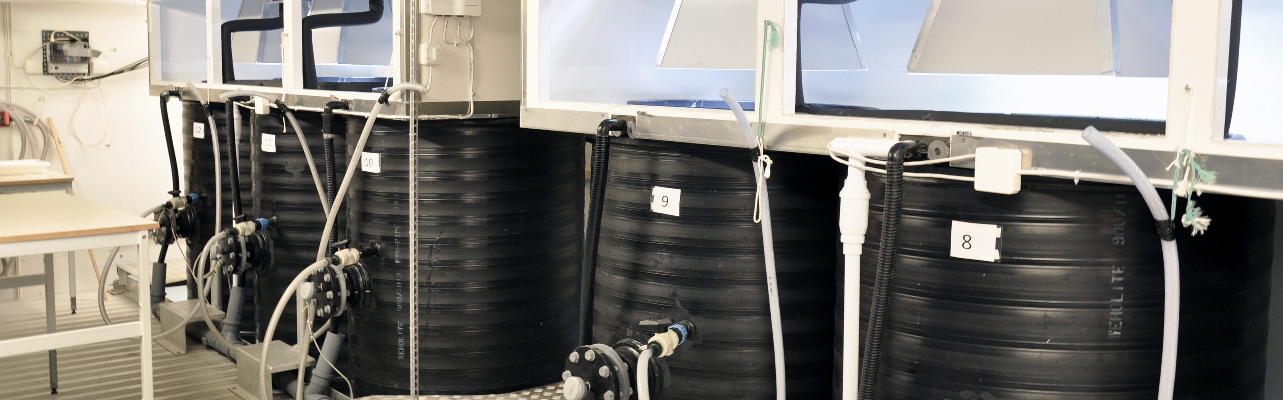 Fem svartklädda mesokomrör i ett laboratorium