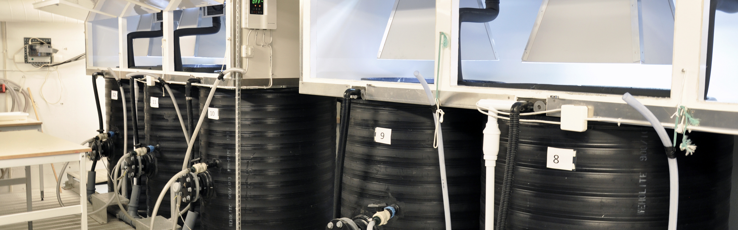 Fem svartklädda mesokomrör i ett laboratorium