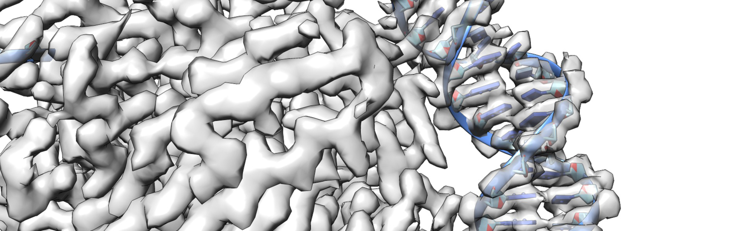 DNA structure captured with cryo-EM, here with an artistic overlay of the structure.