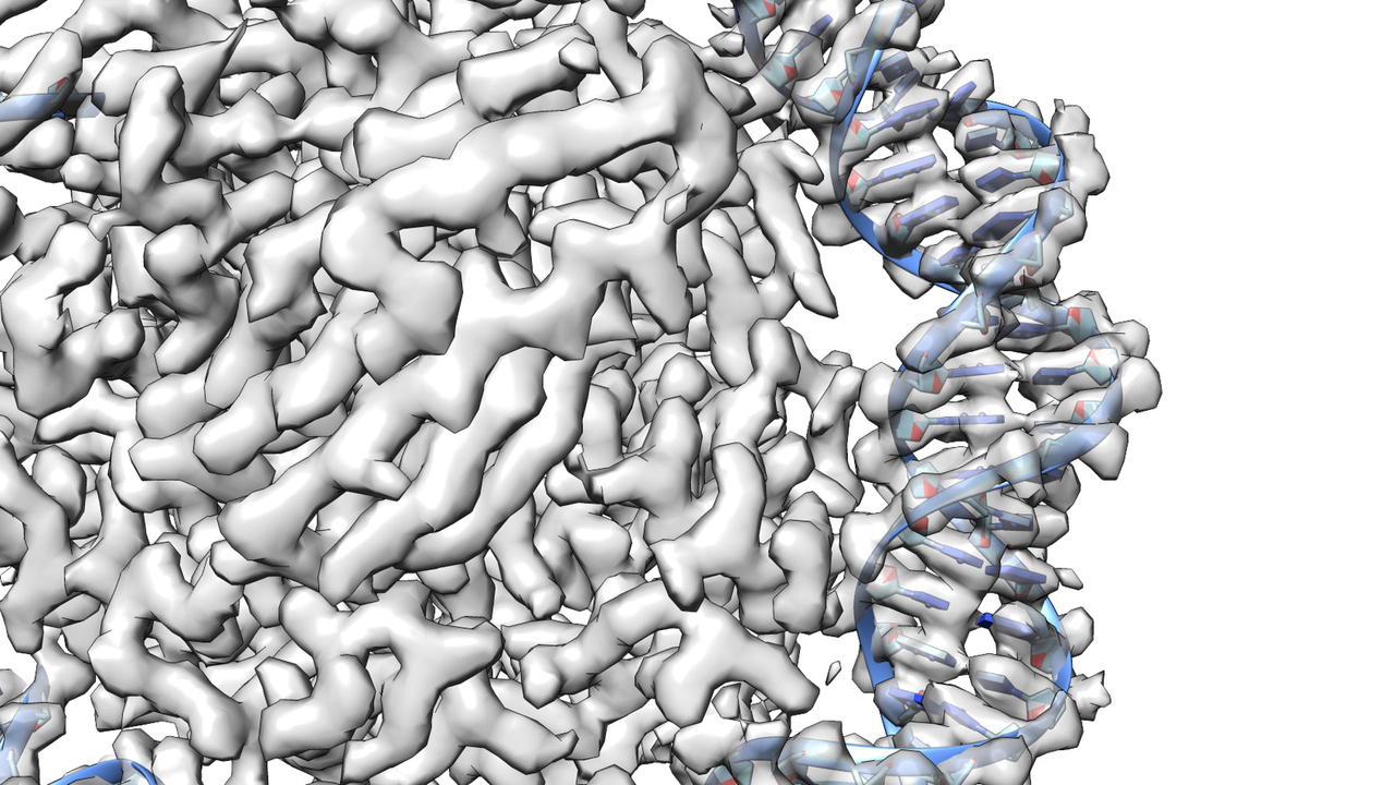 DNA structure captured with cryo-EM, here with an artistic overlay of the structure.