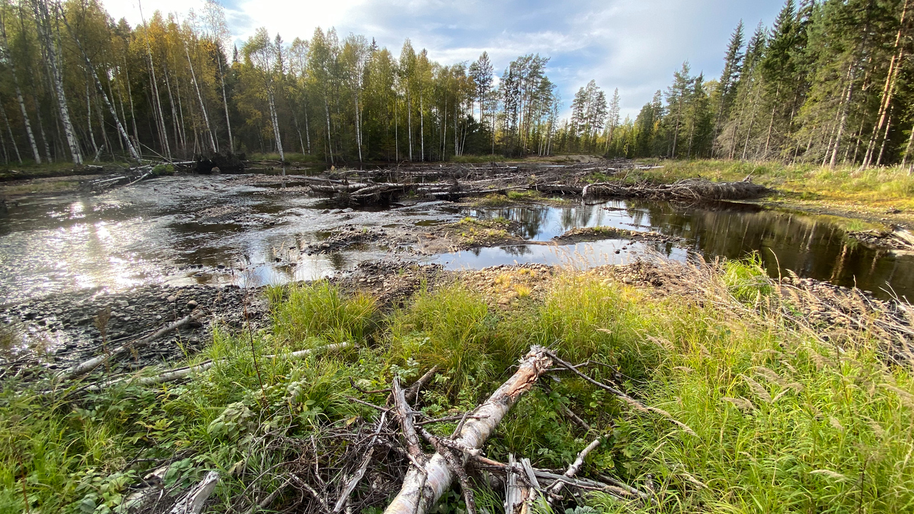 Vattendrag med trädstockar i förgrunden.