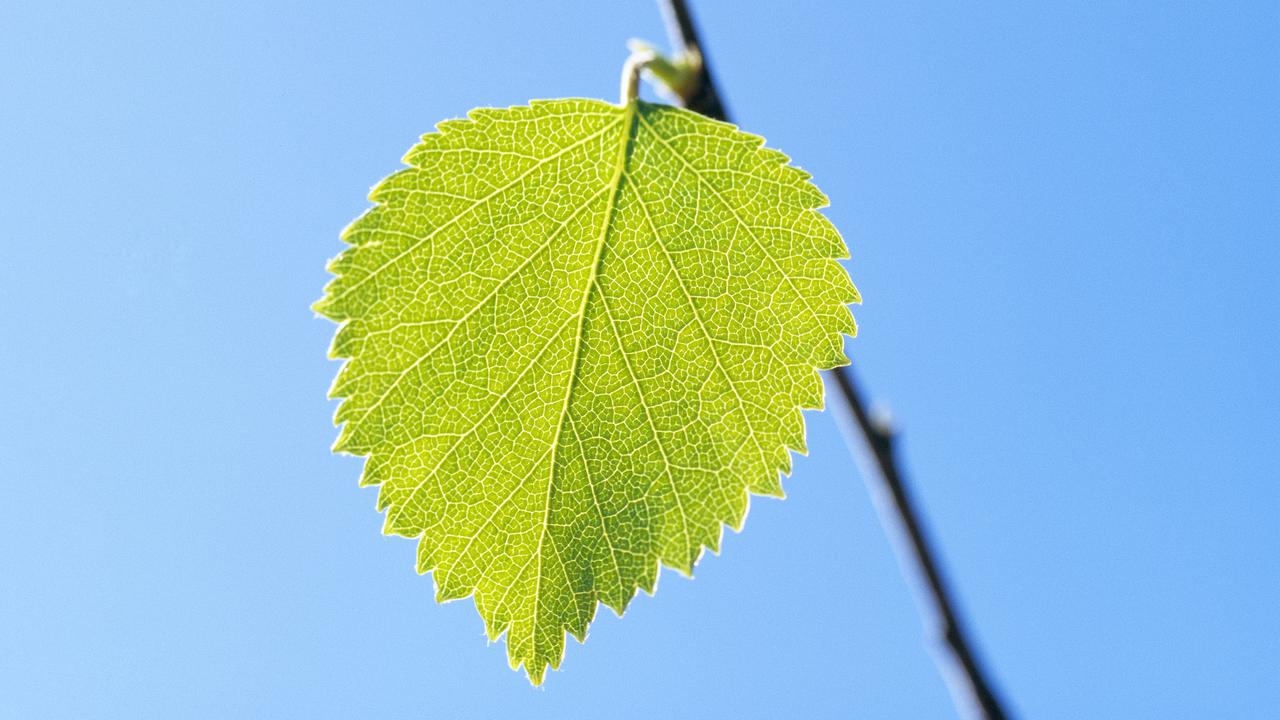 Umeå Plant Science Centre, UPSC