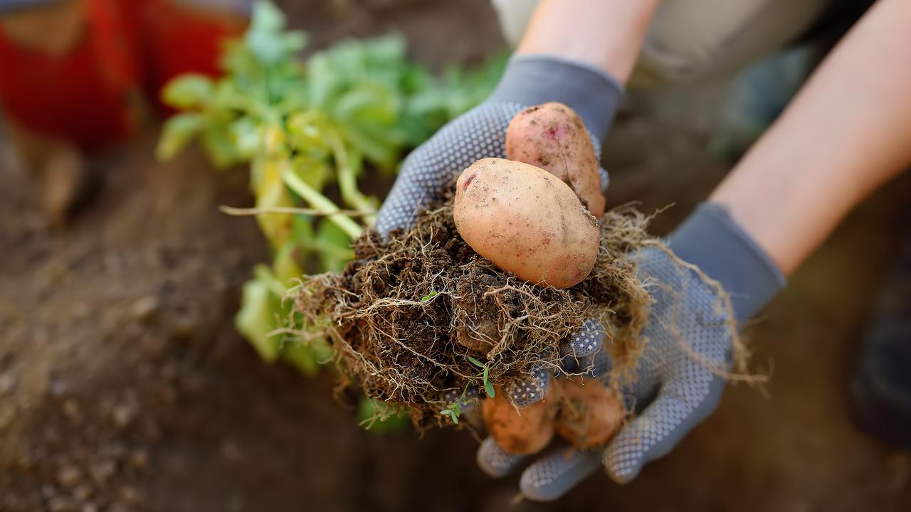 Person som gräver upp potatisar ur jorden.