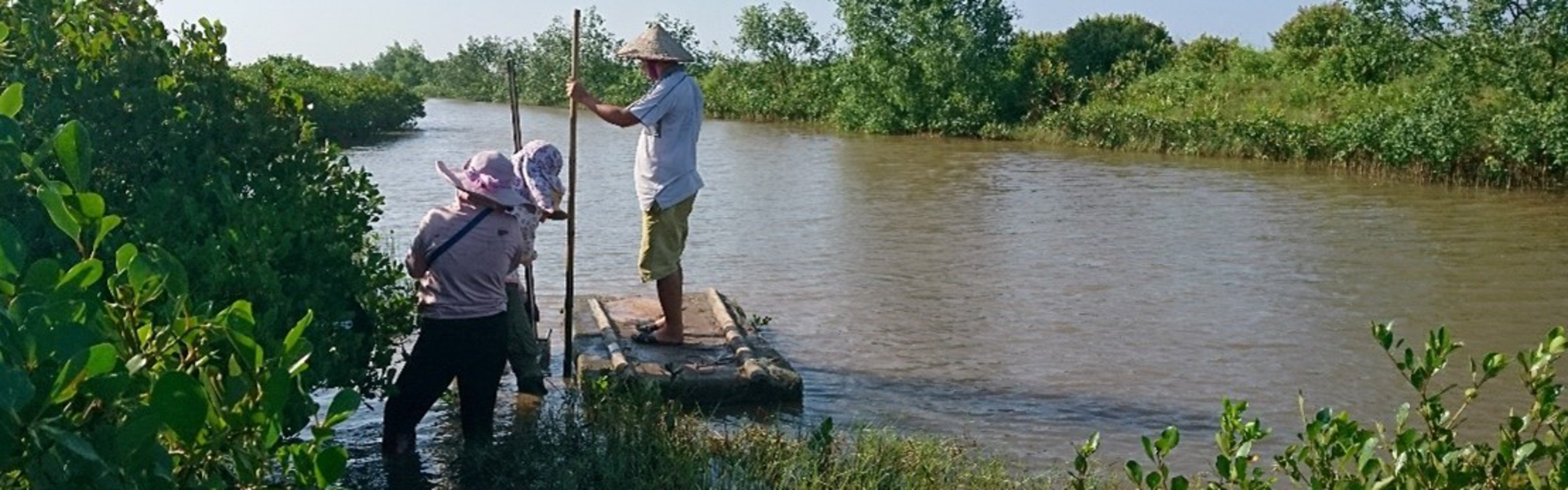 People at mangrove forests located in shrimp farm aquaculture in northern Vietnam.