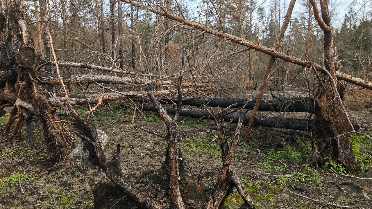 Efter skogsbränder försvagas trädens rotsystem, vilket kan leda till att träden faller.