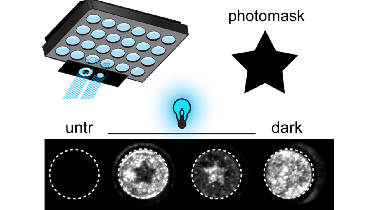 The activity of a luminescent protein can be tuned by light using the photoswitchable molecular glues developed in these studies. Cells in which the protein is active will produce a luminescent signal. By guiding the light through photomasks, exposing certain cells to light while shielding others, the researchers were able to produce patterns on cell populations.